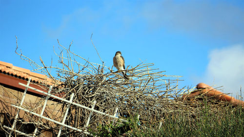 Low angle view of bird perching on plant against blue sky