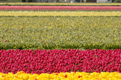 Close-up of yellow tulip flowers on field