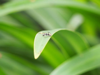 Close-up of insect on leaf