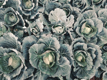 High angle view of leaves