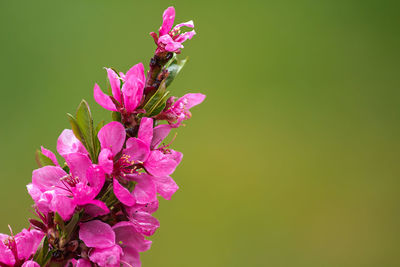 Close-up of pink flowers