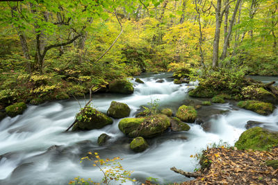 Stream flowing through rocks in forest