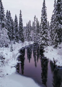 Pine trees on snow covered land against sky