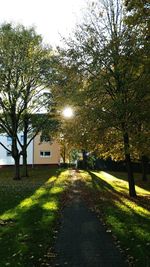 Road passing through forest