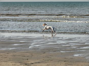 Dog on beach