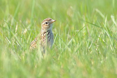 Side view of a bird on field