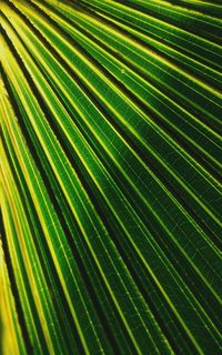 Full frame shot of palm leaf