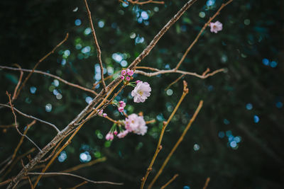 Close-up of flowering plant