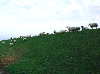 Sheep grazing on field against sky