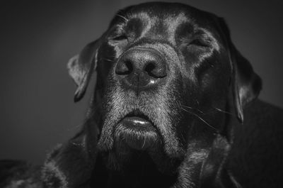 Close-up of black labrador with closed eyes