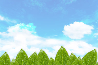 Close-up of wet leaves against sky