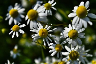 Close-up of white daisy flowers