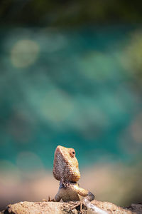 Close-up of lizard on rock