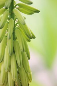 Close-up of fresh green plant