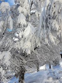 Snow covered land and trees against clear sky