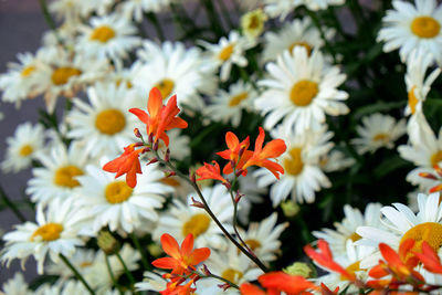 Close-up of daisy flowers