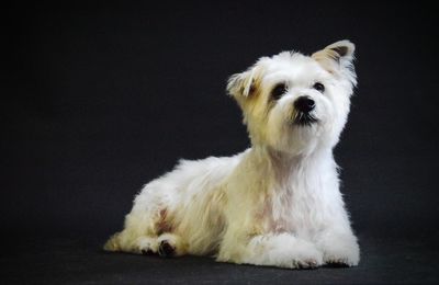 Portrait of white dog