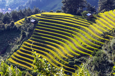 Rice plant at terraced fields on the mountain mu cang chai, vietnam.