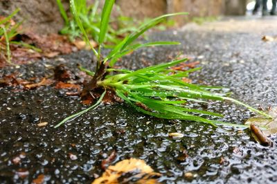 Close-up of wet plant in rainy season