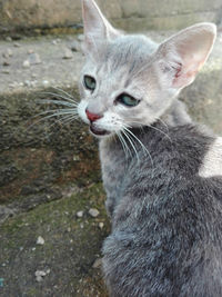 Close-up portrait of cat sitting outdoors