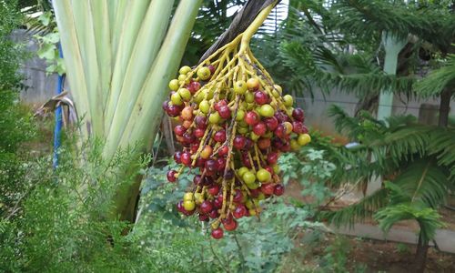 Plants growing on tree