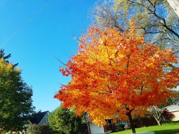 Low angle view of maple tree against sky