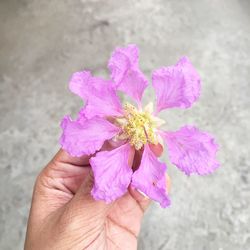 Close-up of hand holding pink flower