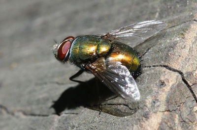 High angle view of fly on leaf