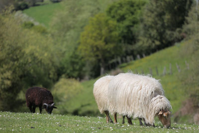 Sheep grazing in a field