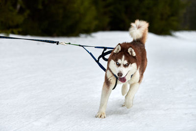 Portrait of a dog on snow