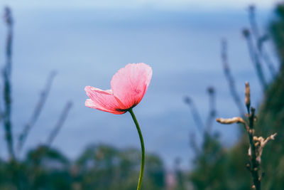 Close-up of pink  flowering plant on field