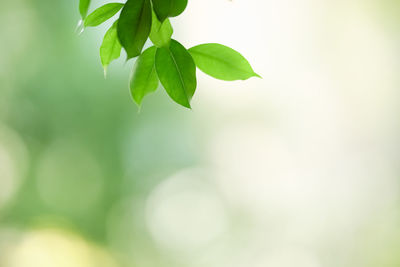 Close-up of fresh green leaves