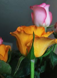 Close-up of day lily blooming outdoors