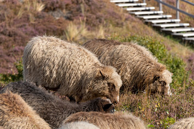 Sheep relaxing in a field