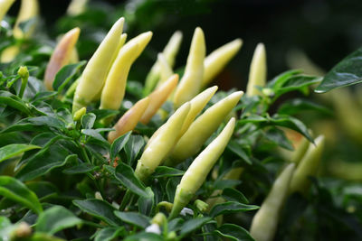 Close-up of green chili pepper plant