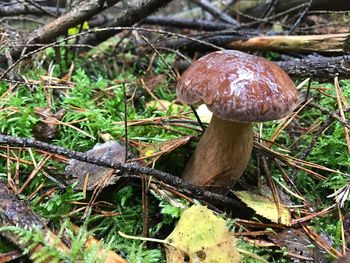 Close-up of mushroom on grass