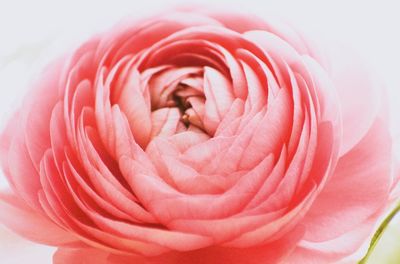 Close-up of pink rose