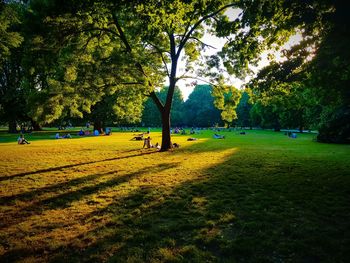 Trees in park