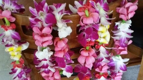 Close-up of pink flowers