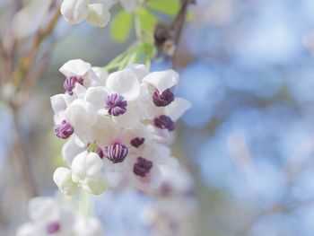 Close-up of cherry blossoms outdoors