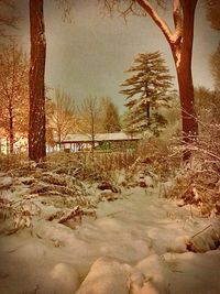 Trees on snow covered tree