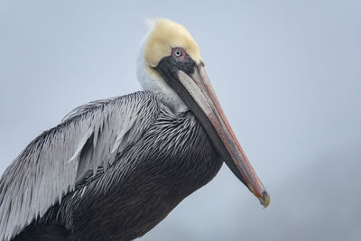 Low angle view of bird against sky