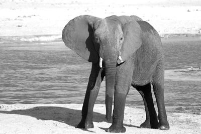 View of elephant in black and white