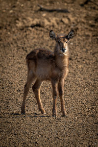 Young female common waterbuck stands watching camera
