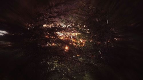 Trees at night