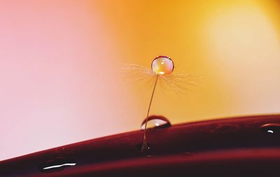 Close-up of insect on wet glass