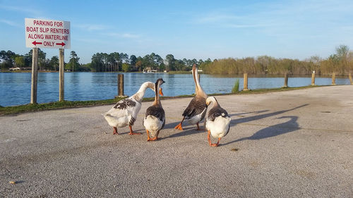 Rear view of birds by the lake