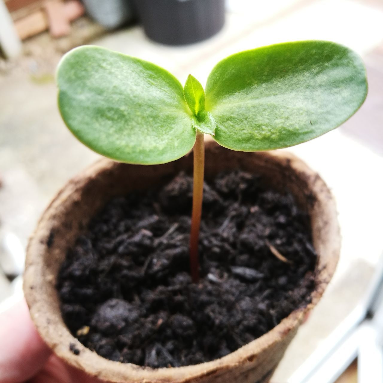 CLOSE-UP OF FRESH POTTED PLANT IN MUD