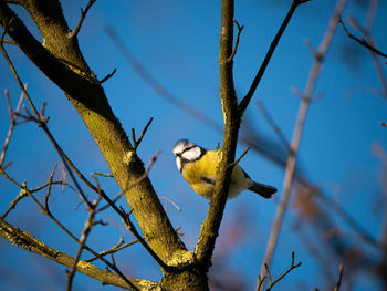 Low angle view of bird perching on branch