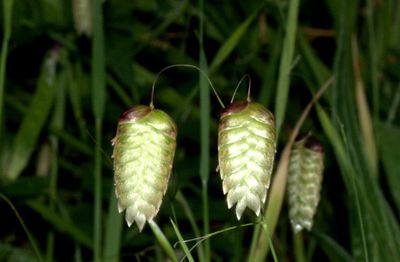 Close-up of plant